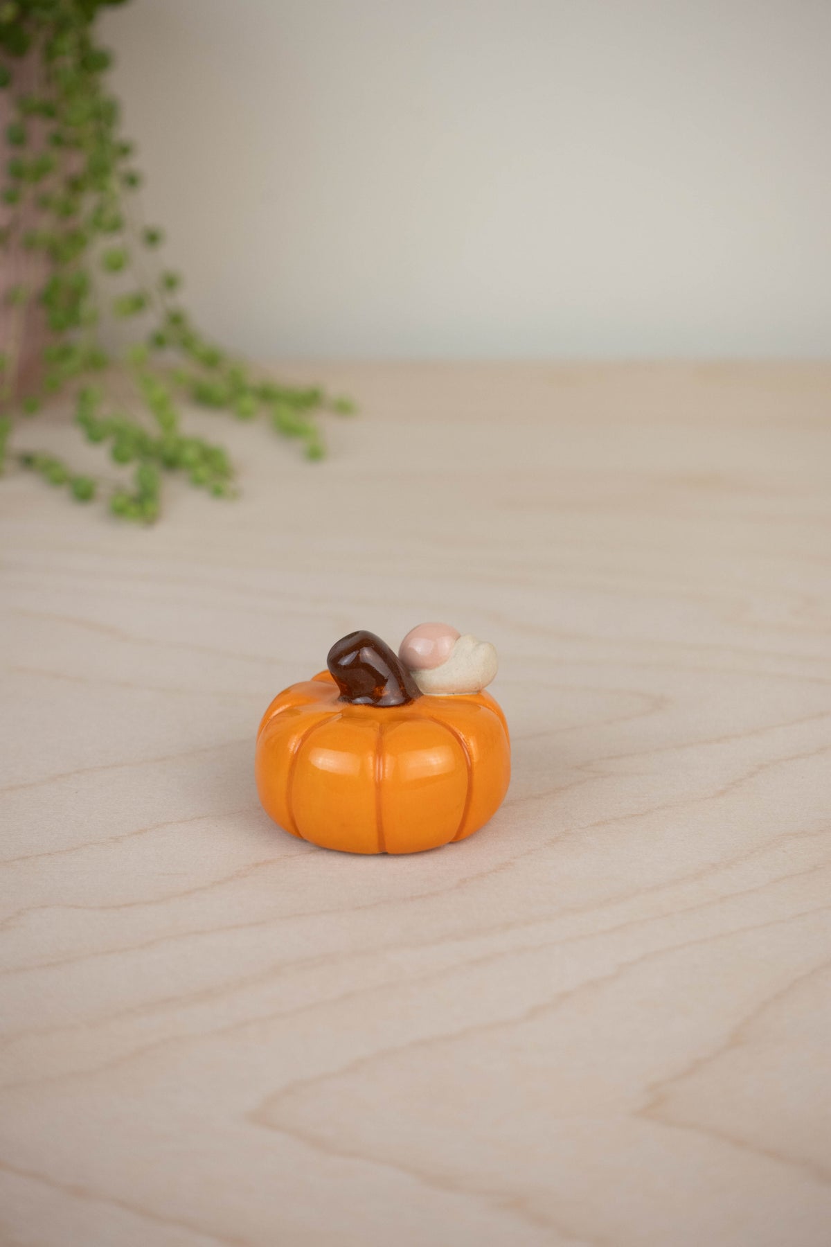 Mini Snail on a Pumpkin